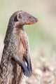 Banded Mongoose Poster Print by Martin Zwick showcasing wildlife in Maasai Mara, Kenya.