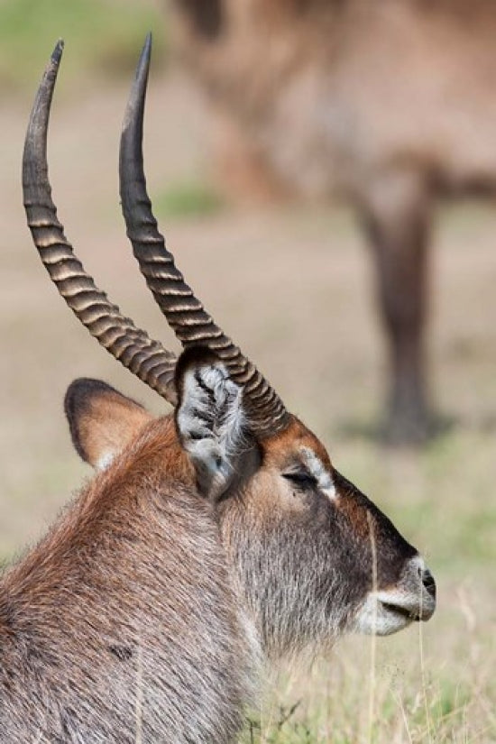 Defassa Waterbuck Poster Print showcasing wildlife in Maasai Mara, Kenya.