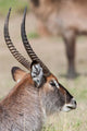 Defassa Waterbuck Poster Print showcasing wildlife in Maasai Mara, Kenya.