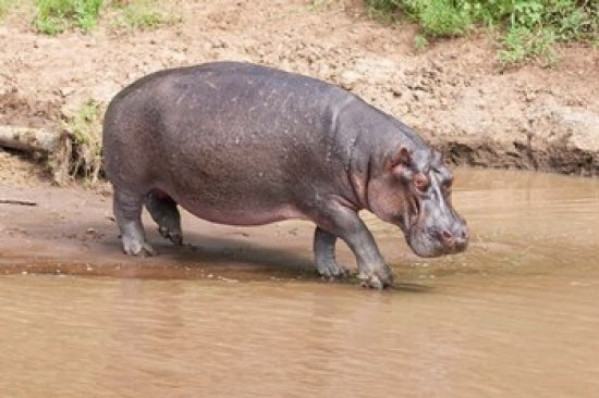 Hippopotamus pod relaxing in Mara River, Maasai Mara, Kenya poster print.