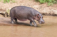 Hippopotamus pod relaxing in Mara River, Maasai Mara, Kenya poster print.
