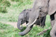 African bush elephant calf eating in Maasai Mara poster print by Martin Zwick.
