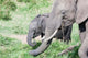 African bush elephant calf eating in Maasai Mara, Kenya poster print by Martin Zwick