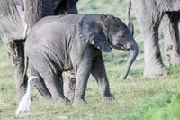 African bush elephant calf in Amboseli National Park poster print by Martin Zwick.
