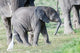 African bush elephant calf in Amboseli National Park poster print by Martin Zwick.