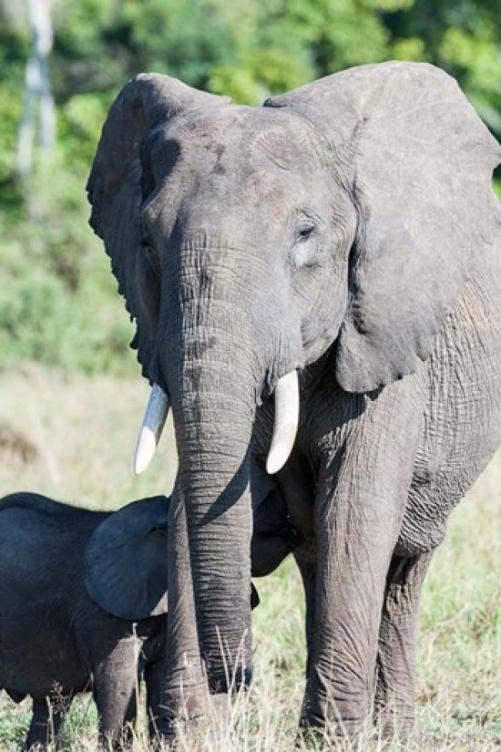 African Bush Elephant in Maasai Mara, Kenya Poster Print by Martin Zwick
