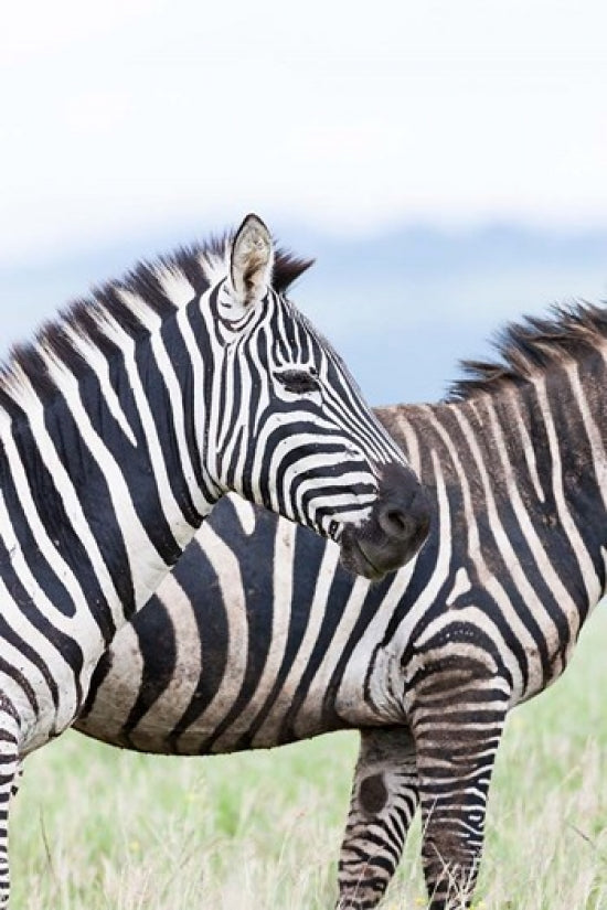 Plains Zebra Poster Print by Martin Zwick showcasing wildlife in Lewa Game Reserve, Kenya.