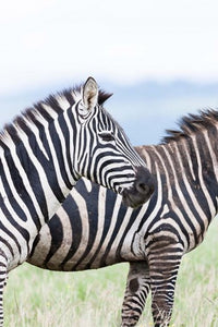 Plains Zebra Poster Print by Martin Zwick showcasing wildlife in Lewa Game Reserve, Kenya.