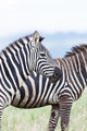 Plains Zebra Poster Print by Martin Zwick showcasing wildlife in Lewa Game Reserve, Kenya.
