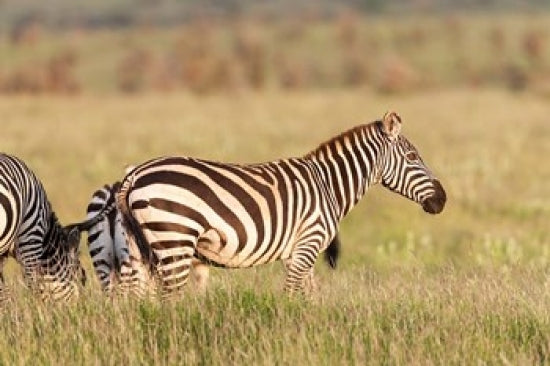 Plains zebra in Lewa Game Reserve, Kenya - Poster Print by Martin Zwick