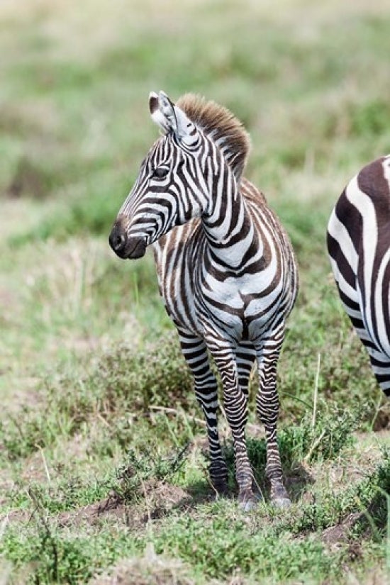 Plains Zebra Poster Print by Martin Zwick - Wildlife Art from Maasai Mara, Kenya