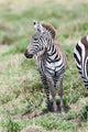 Plains Zebra Poster Print by Martin Zwick - Wildlife Art from Maasai Mara, Kenya