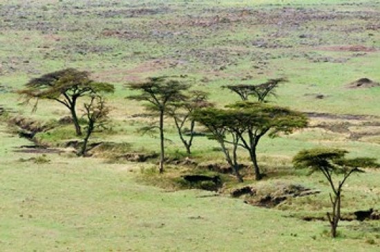 The Bush Maasai Mara National Reserve, Kenya Poster Print by Nico Tondini.