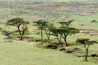 The Bush Maasai Mara National Reserve, Kenya Poster Print by Nico Tondini.