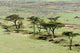 The Bush Maasai Mara National Reserve, Kenya Poster Print by Nico Tondini.