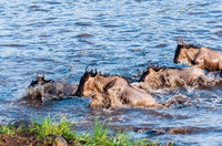 Blue wildebeest crossing the Mara River poster print by Nico Tondini.
