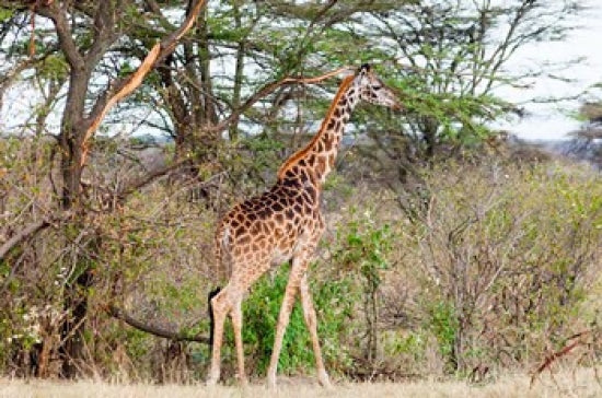 Giraffe Poster Print from Maasai Mara National Reserve, Kenya by Nico Tondini