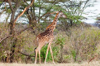 Giraffe Poster Print from Maasai Mara National Reserve, Kenya by Nico Tondini