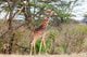 Giraffe Poster Print from Maasai Mara National Reserve, Kenya by Nico Tondini
