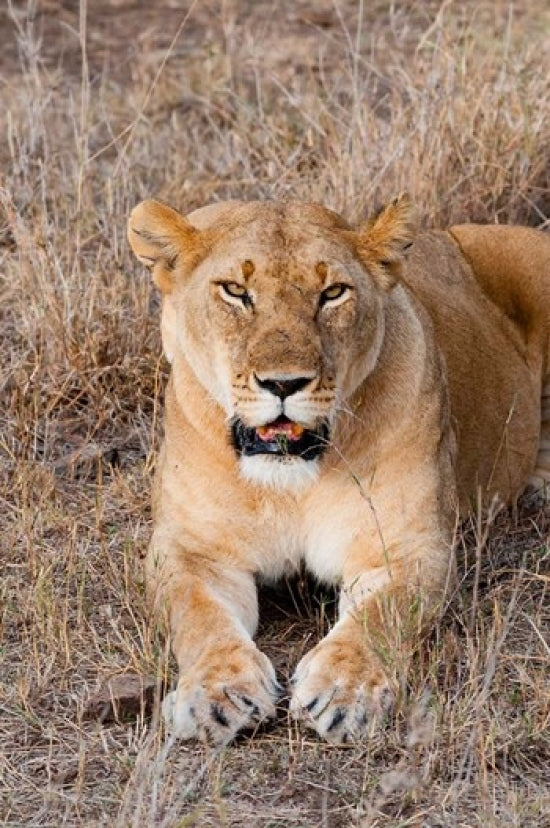Poster print of a female lion in Maasai Mara National Reserve by Nico Tondini.