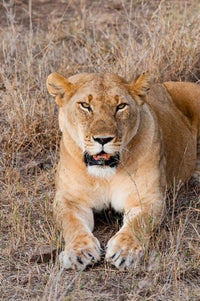 Poster print of a female lion in Maasai Mara National Reserve by Nico Tondini.