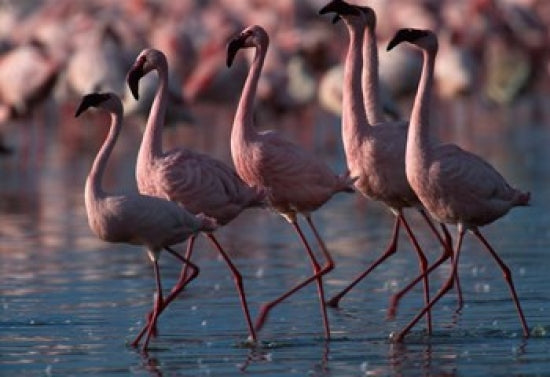 Lesser Flamingoes at Lake Nakuru National Park Art Print by Paul Souders