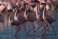Lesser Flamingoes at Lake Nakuru National Park Art Print by Paul Souders