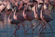 Lesser Flamingoes at Lake Nakuru National Park Art Print by Paul Souders