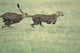 Cheetah cub playing on the savanna, Masai Mara Game Reserve, Kenya poster print by Paul Souders.