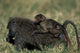 Chacma Baboons Wildlife Poster Print from Masai Mara by Paul Souders