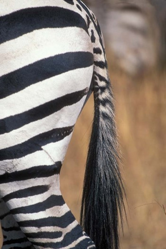 Close-Up of Plains Zebra Poster Print by Paul Souders, vibrant wildlife photography.