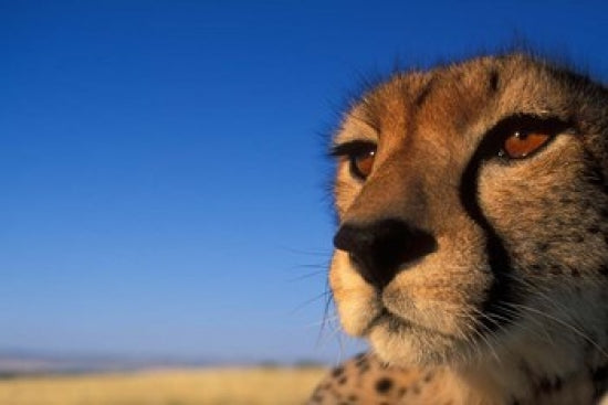 Cheetah on savanna poster print by Paul Souders, showcasing the wildlife of Kenya's Masai Mara.
