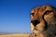 Cheetah on savanna poster print by Paul Souders, showcasing the wildlife of Kenya's Masai Mara.