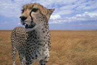 Cheetah in Kenya Poster Print by Paul Souders showcasing a majestic cheetah in a natural setting.