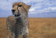 Cheetah in Kenya Poster Print by Paul Souders showcasing a majestic cheetah in a natural setting.
