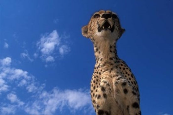 Cheetah Watching Surrounding Savanna Art Print by Paul Souders