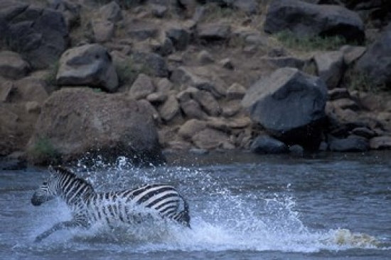 Plains Zebra Crossing Mara River poster print by Paul Souders featuring zebras in the Masai Mara Game Reserve.