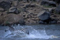 Plains Zebra Crossing Mara River poster print by Paul Souders featuring zebras in the Masai Mara Game Reserve.