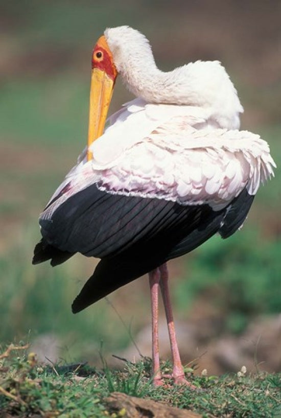Yellow-Billed Stork Grooming Poster Print from Masai Mara, Kenya