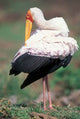 Yellow-Billed Stork Grooming Poster Print by Paul Souders, showcasing wildlife in Masai Mara Game Reserve, Kenya.