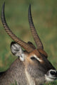 Waterbuck Resting in Musiara Marsh, Masai Mara Game Reserve Poster Print