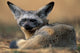 Bat Eared Fox resting on the Savanna in Masai Mara, Kenya - Poster Print