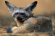 Bat Eared Fox resting on the savanna in Masai Mara Game Reserve, Kenya - Poster Print by Paul Souders