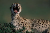 Cheetah in Savanna Art Print - Masai Mara Game Reserve by Paul Souders