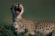 Cheetah in Savanna Art Print - Masai Mara Game Reserve by Paul Souders