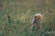 Cheetah in Masai Mara Game Reserve Poster Print by Paul Souders