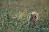 Cheetah in Masai Mara Game Reserve Poster Print by Paul Souders