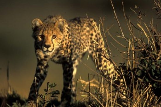 Cheetah Cub in Short Grass Masai Mara Game Reserve Poster Print by Paul Souders