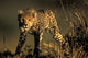 Cheetah Cub in Short Grass Masai Mara Game Reserve Poster Print by Paul Souders