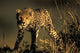 Cheetah Cub in Short Grass Fine Art Print by Paul Souders, capturing wildlife beauty.